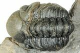 Colorful Crotalocephalina Trilobite with Enrolled Reedops #327547-1